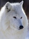 pic for Arctic Wolf